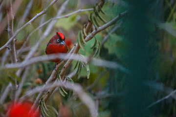 Ave autóctona de Salta