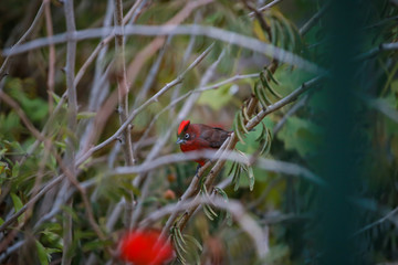 Ave autóctona de Salta