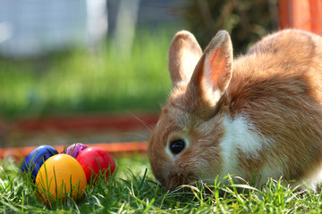 Osterhase mit bunten Ostereiern