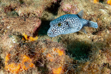 spotted puffer porcupine box fish while diving
