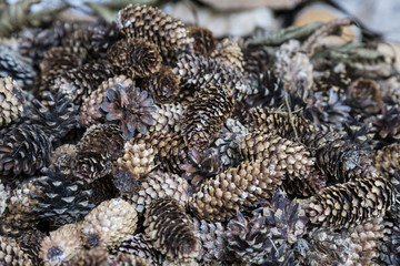 Pine cones close-up