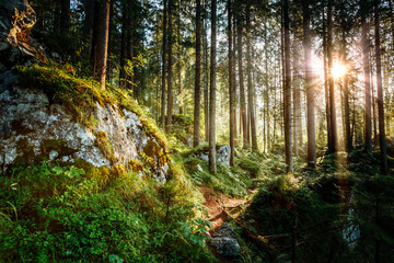 Magical woods in the morning sun. Fairy forest in autumn.