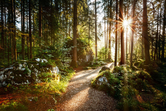 Magical scenic and pathway through woods in the morning sun. © Leonid Tit