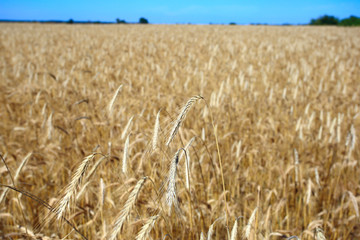 rye grain ready for mowing - background