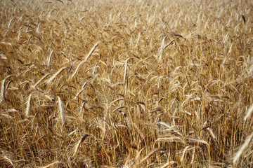 rye grain ready for mowing - background