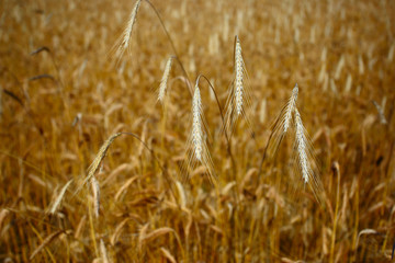 rye grain ready for mowing - background