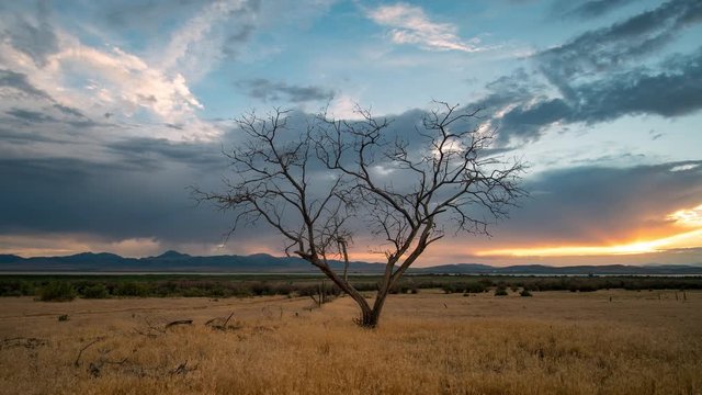 Colorful sunset time lapse viewing single treen in golden grassy field in wide open vast landscape.