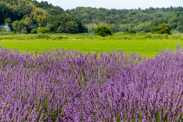 Naklejka na ściany i meble Sakura lavender land in Sakura city, Chiba prefecture, Japan