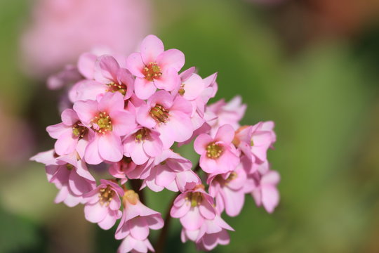 ヒマラヤユキノシタ　Bergenia