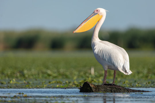 Great white pelican