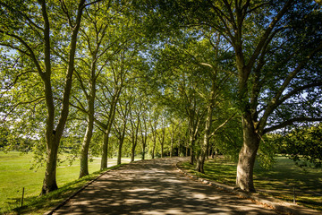 Fototapeta premium Path through tree alley. Peaceful summer landscape view. Walk, relax, enjoy. Beautiful day, sunny with blue skies. Forest, nature, park, outdoor.