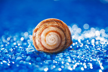 beautiful bright sea shell  on blue pebble under water droplets