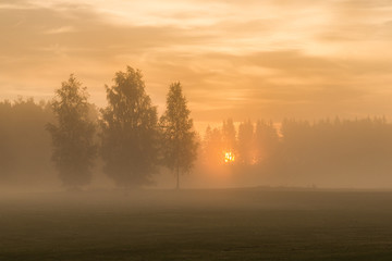 Fototapeta na wymiar Beautiful and picturesque morning light peaking through trees and fog covered meadow. Romantic scene. Quiet, peaceful, relaxing. Finland, Suomi, Scandinavia.