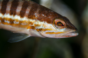 ritratto di pesce Sciarrano, serranus cabrilla.