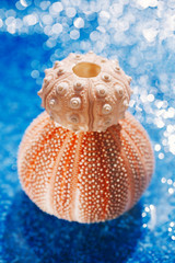 sea urchin shell on pebble under rain droplets ...