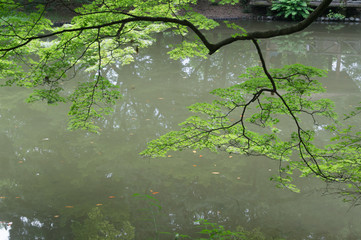 Japanese garden pond in Kyoto botanical garden,Japan.