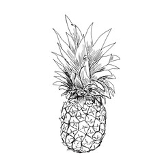 The pineapple sketch. Vector illustration.