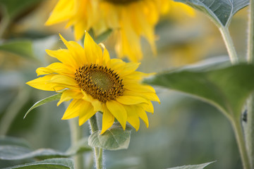 Small sunflower 