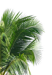 Fototapeta premium coconut leaves on white background