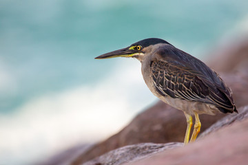 Mangrovereiher (Butorides striatus) sitzt auf einem Felsen an der Küste auf Praslin, Seychellen.