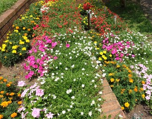 夏の花壇