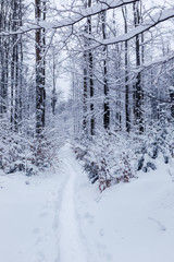 Winterlandschaft im verschneiten Wald im Nationalpark Bayrischer Wald, Bayern, Deutschland.