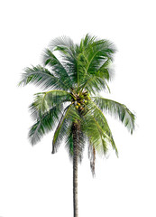 Fototapeta na wymiar coconut tree on white background