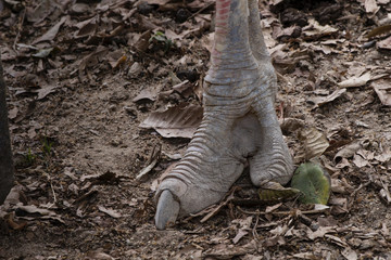 Emu feet walking on the ground.
