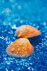 beautiful bright sea shell  on blue pebble under water droplets