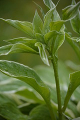 Obraz premium plante mouillée