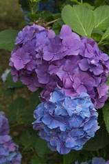 Beautiful hydrangeas in a Japanese garden in Kyoto.