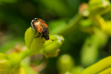 Japanese beetle sitting on yellow Daylily bud closeup