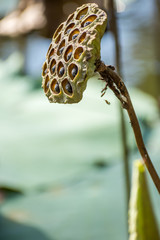 Dried Lotus Seed Pod