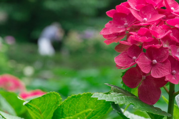 Fototapeta premium Beautiful hydrangeas in a Japanese garden in Kyoto.