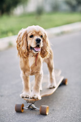 Dog riding a skateboard.