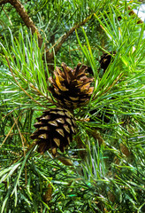 two pine cones on a branch with needles
