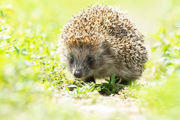 hedgehog on the grass