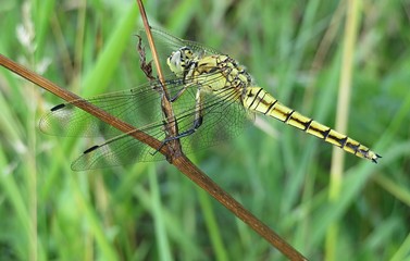 Golden dragonfly on natural green plant background, closeup