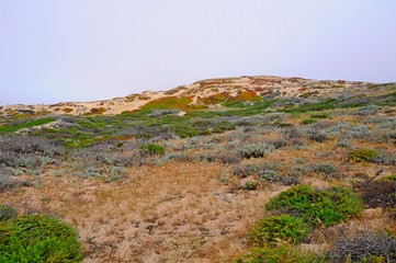 Colorful Plants on a hill in spring in California, United States
