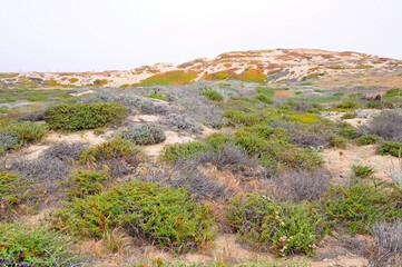 Colorful Plants on a hill in spring in California, United States
