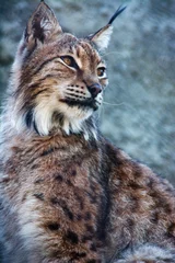 Fotobehang Lynx lynx  © daniiD