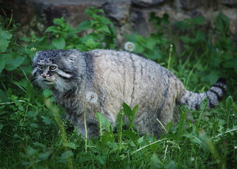 wild cat