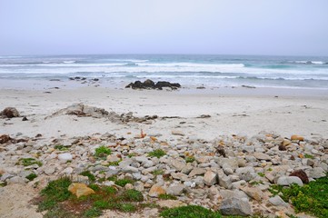 Colorful Plants at a beautiful beach in spring in California, United States