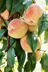 harvest ripe peaches