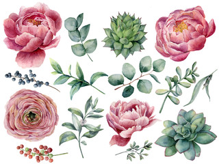 Watercolor peony, succulent and ranunculus floral set. Hand painted red and blue berry, eucalyptus leaves isolated on white background. Illustration for design, print. - obrazy, fototapety, plakaty