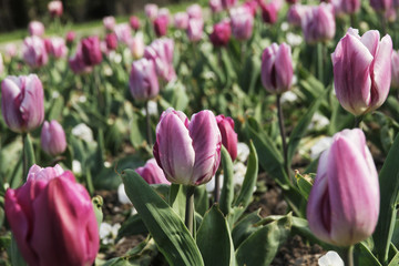 Obraz premium Purple color Tulip Field