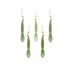 Wisteria seeds. Hand drawn on white background. Clipping path included. Illustration for various tasks such as greeting cards,love card. birthday cards, or different print jobs.