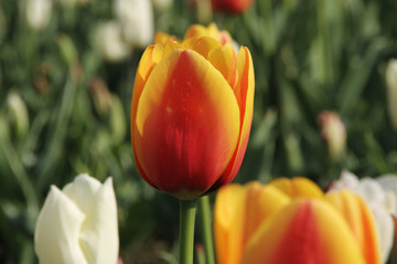 Orange-yewoll color Tulip