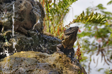 A large lizard sitting on a rock cliff with a waterfall