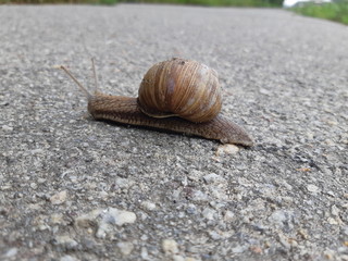 big snail